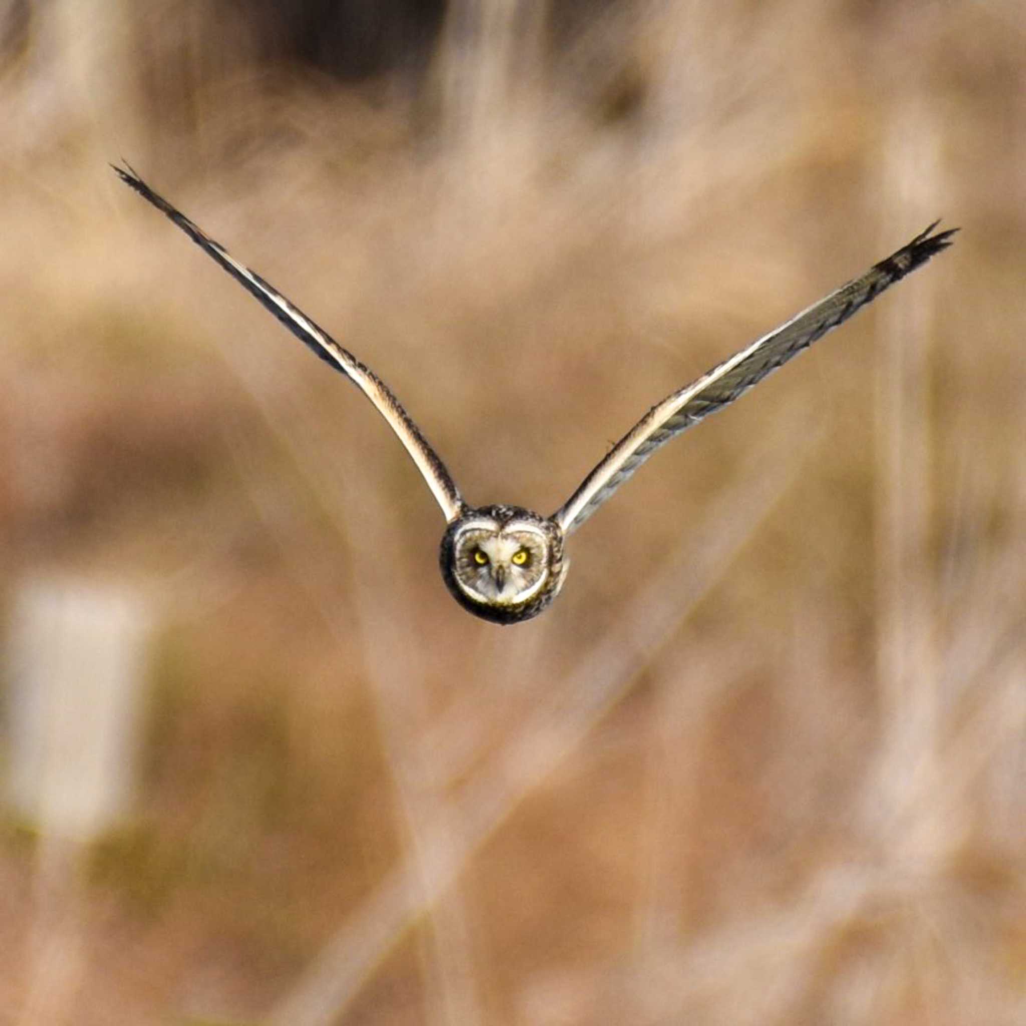 埼玉県 コミミズクの写真 by Mr.Quiet