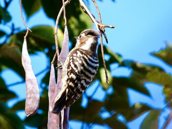 Japanese Pygmy Woodpecker Unknown Spots Sat, 1/22/2022
