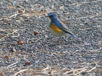 Red-flanked Bluetail Unknown Spots Sat, 1/22/2022