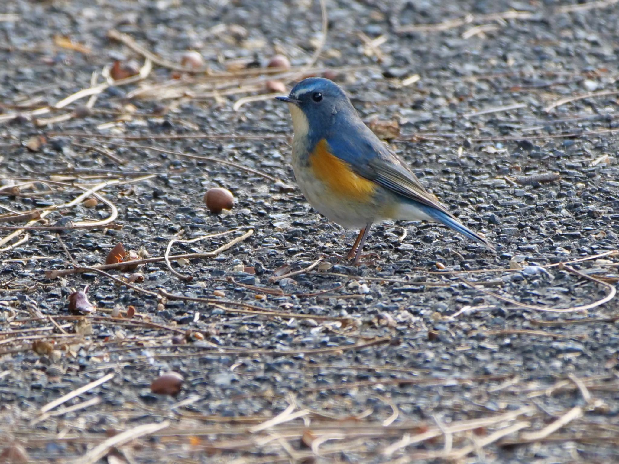 Photo of Red-flanked Bluetail at  by OLD55