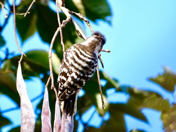 Japanese Pygmy Woodpecker Unknown Spots Sat, 1/22/2022