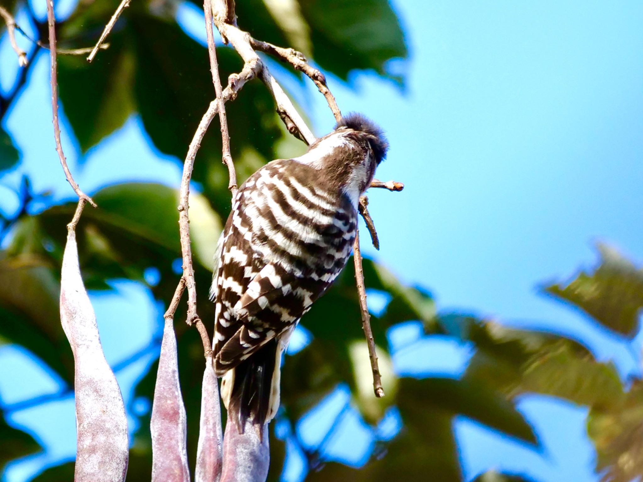 Photo of Japanese Pygmy Woodpecker at  by OLD55