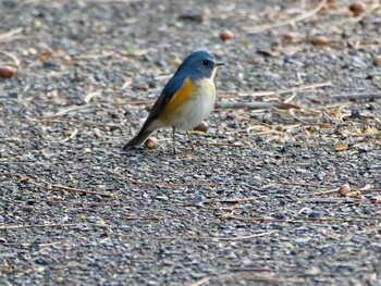 Red-flanked Bluetail Unknown Spots Sat, 1/22/2022