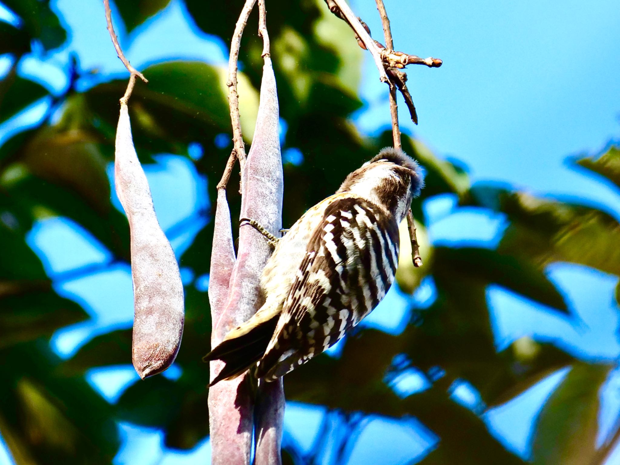 Photo of Japanese Pygmy Woodpecker at  by OLD55