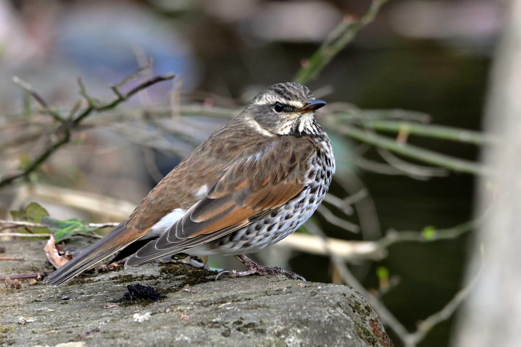 泉の森公園 ツグミの写真 by Tosh@Bird