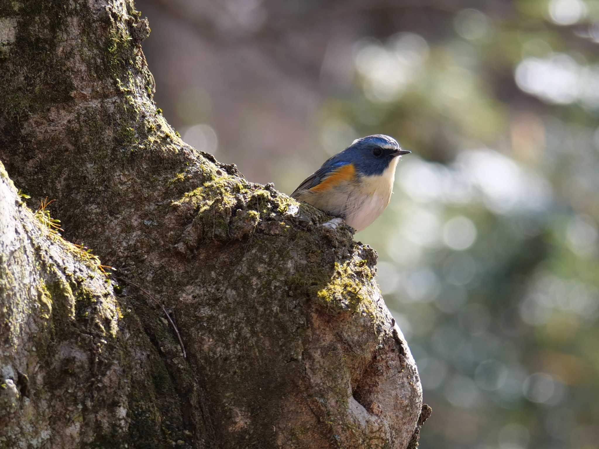 しばし休憩・・ by little birds