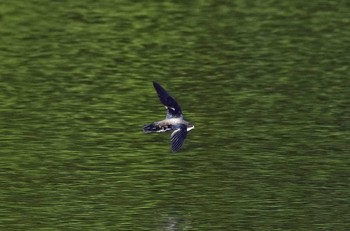 ハリオアマツバメ 場所が不明 2017年8月9日(水)