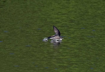 White-throated Needletail Unknown Spots Wed, 8/9/2017