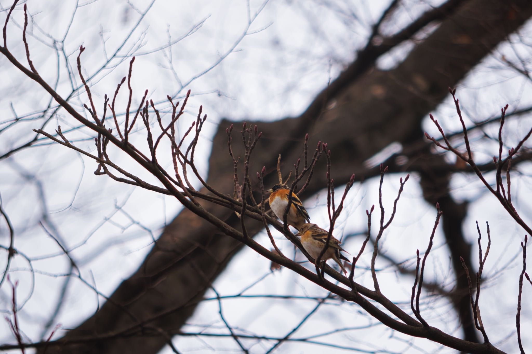 都立狭山公園 アトリの写真 by naturedrop