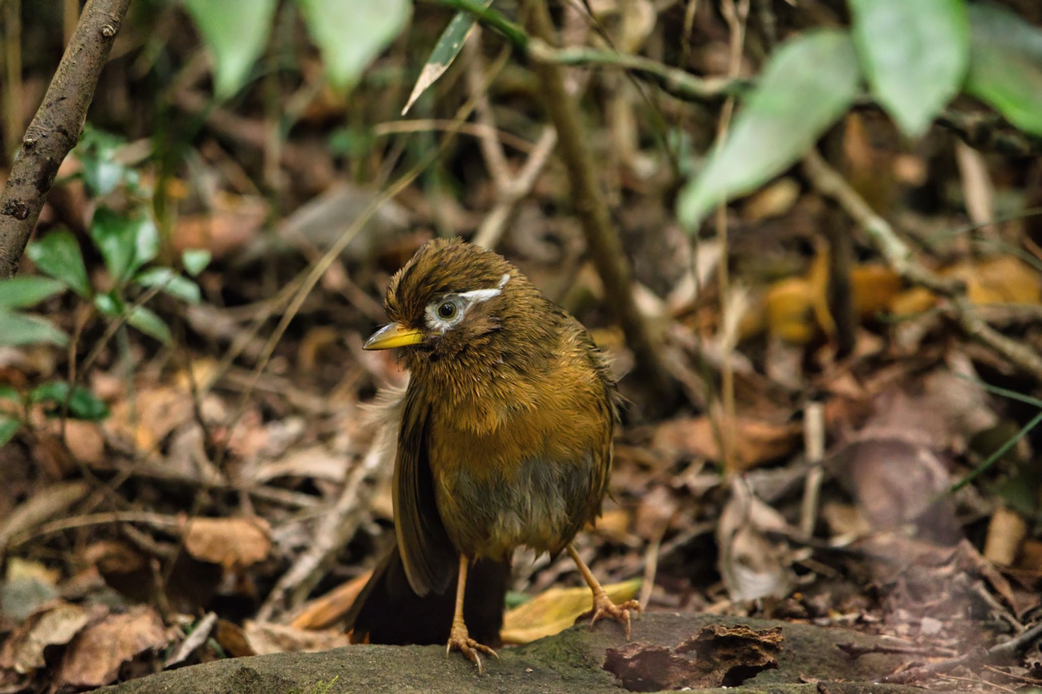 都立狭山公園 ガビチョウの写真 by naturedrop