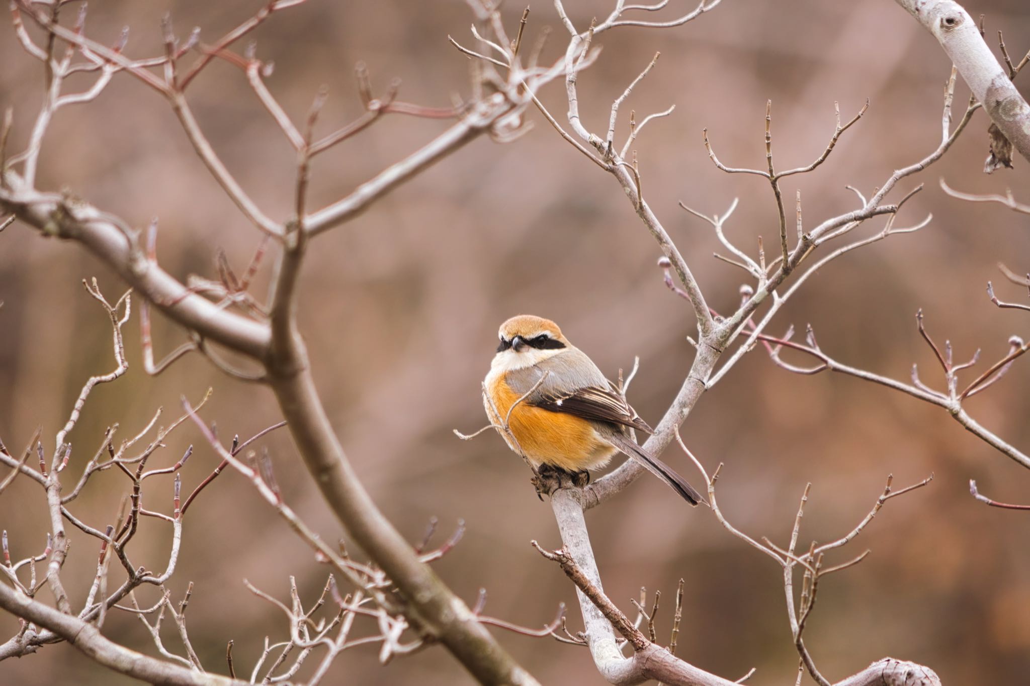 都立狭山公園 モズの写真 by naturedrop