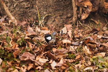 シジュウカラ 都立狭山公園 2022年1月23日(日)