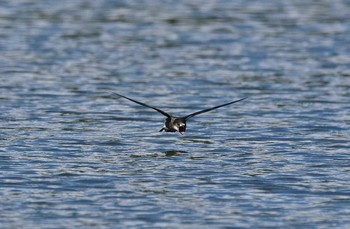 White-throated Needletail Unknown Spots Wed, 8/9/2017