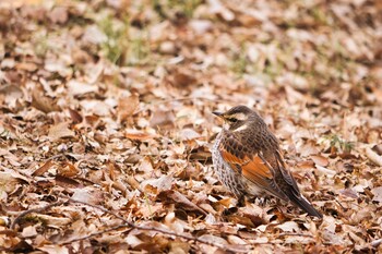 2022年1月23日(日) 都立狭山公園の野鳥観察記録