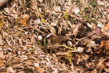 シロハラ 都立狭山公園 2022年1月23日(日)