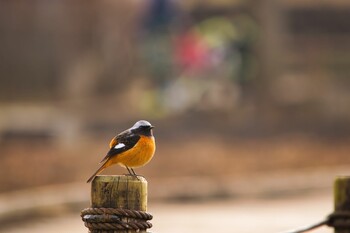 2022年1月23日(日) 都立北山公園の野鳥観察記録