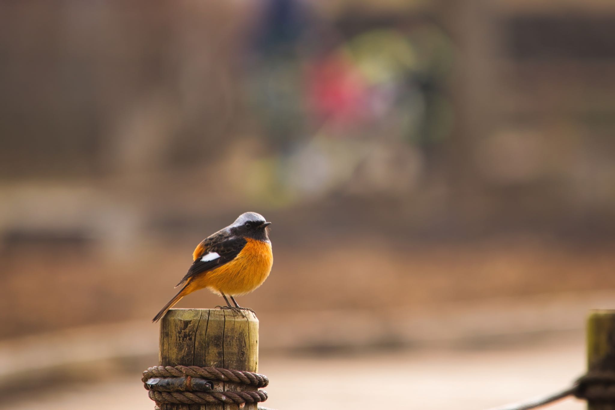 都立北山公園 ジョウビタキの写真 by naturedrop