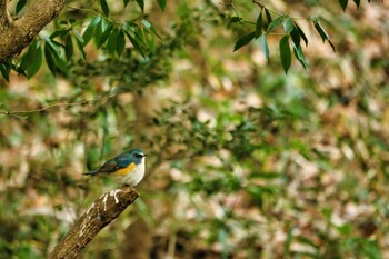 ルリビタキ 都立狭山公園 2022年1月23日(日)