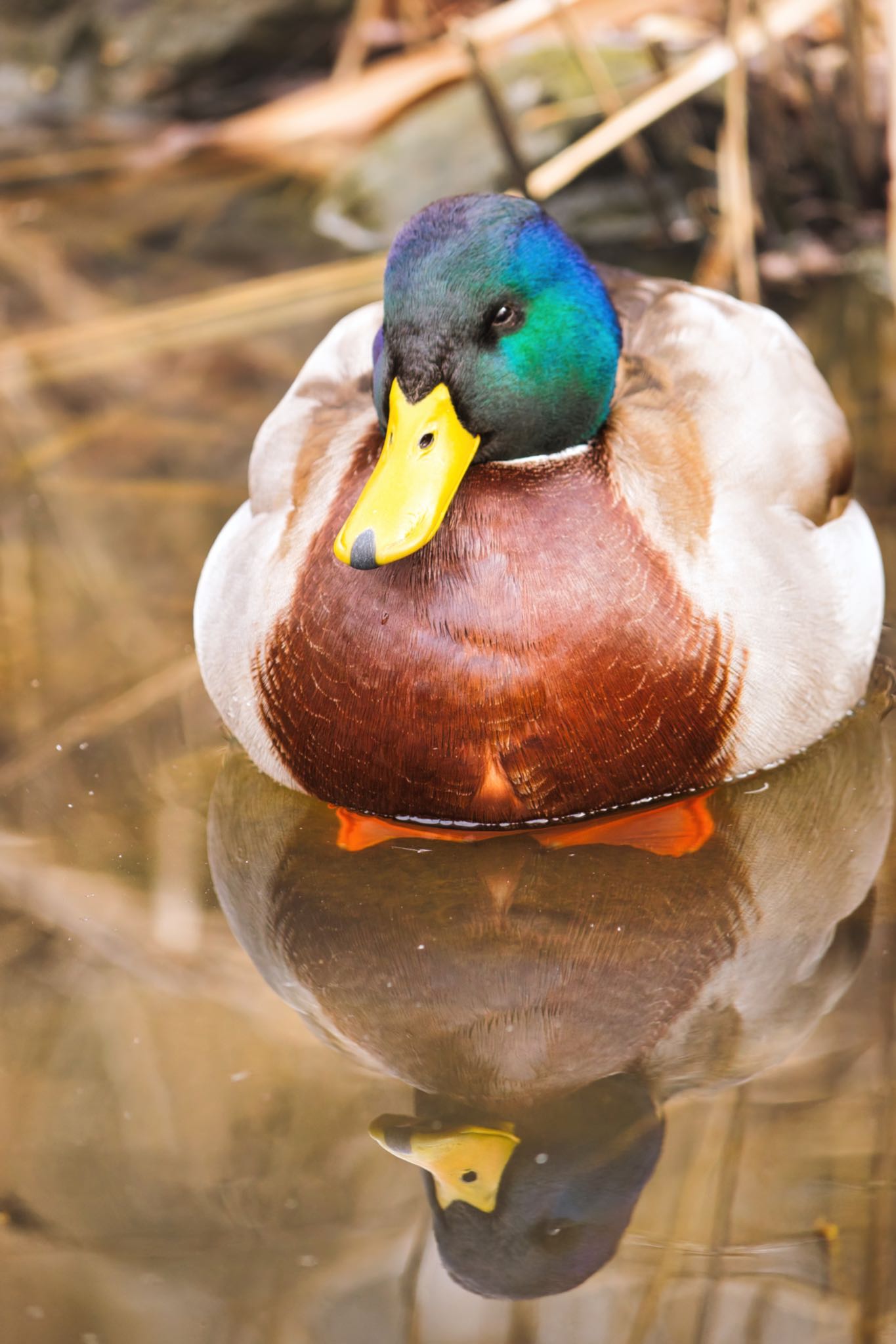 都立北山公園 マガモの写真 by naturedrop