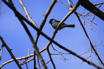 Japanese Tit トンボ池 Sun, 1/16/2022