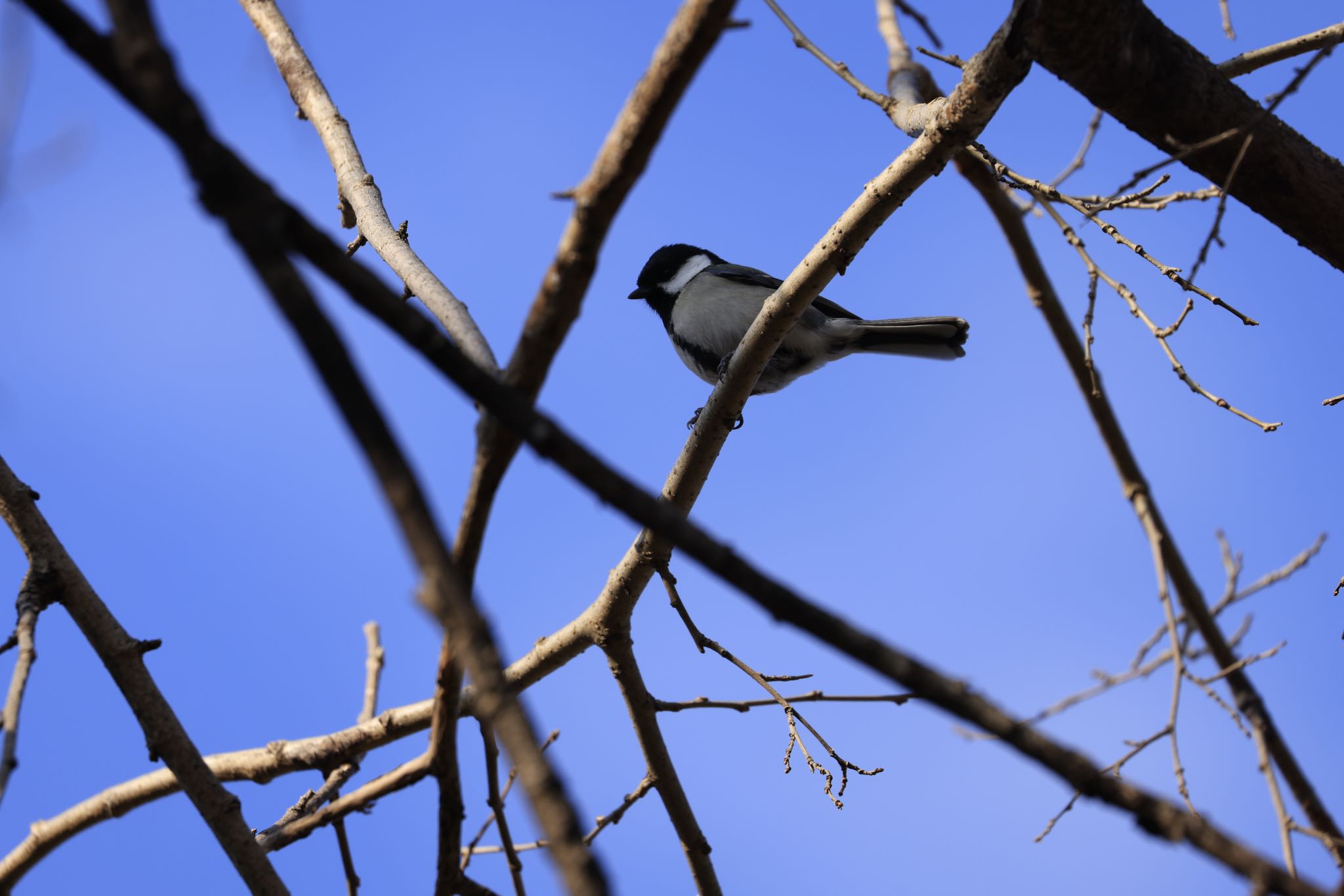 Photo of Japanese Tit at トンボ池 by アカウント5104