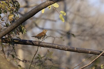 Pale Thrush トンボ池 Sun, 1/16/2022