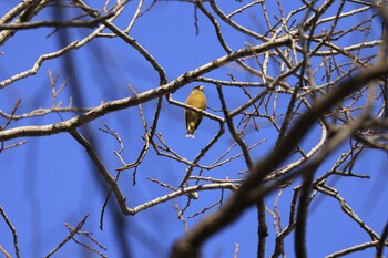 Grey-capped Greenfinch トンボ池 Sun, 1/16/2022