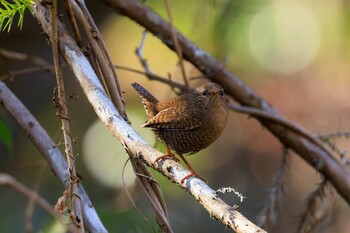 Fri, 1/21/2022 Birding report at 各務野自然遺産の森