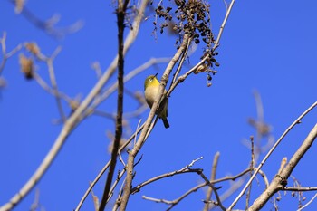 Thu, 1/20/2022 Birding report at 各務野自然遺産の森