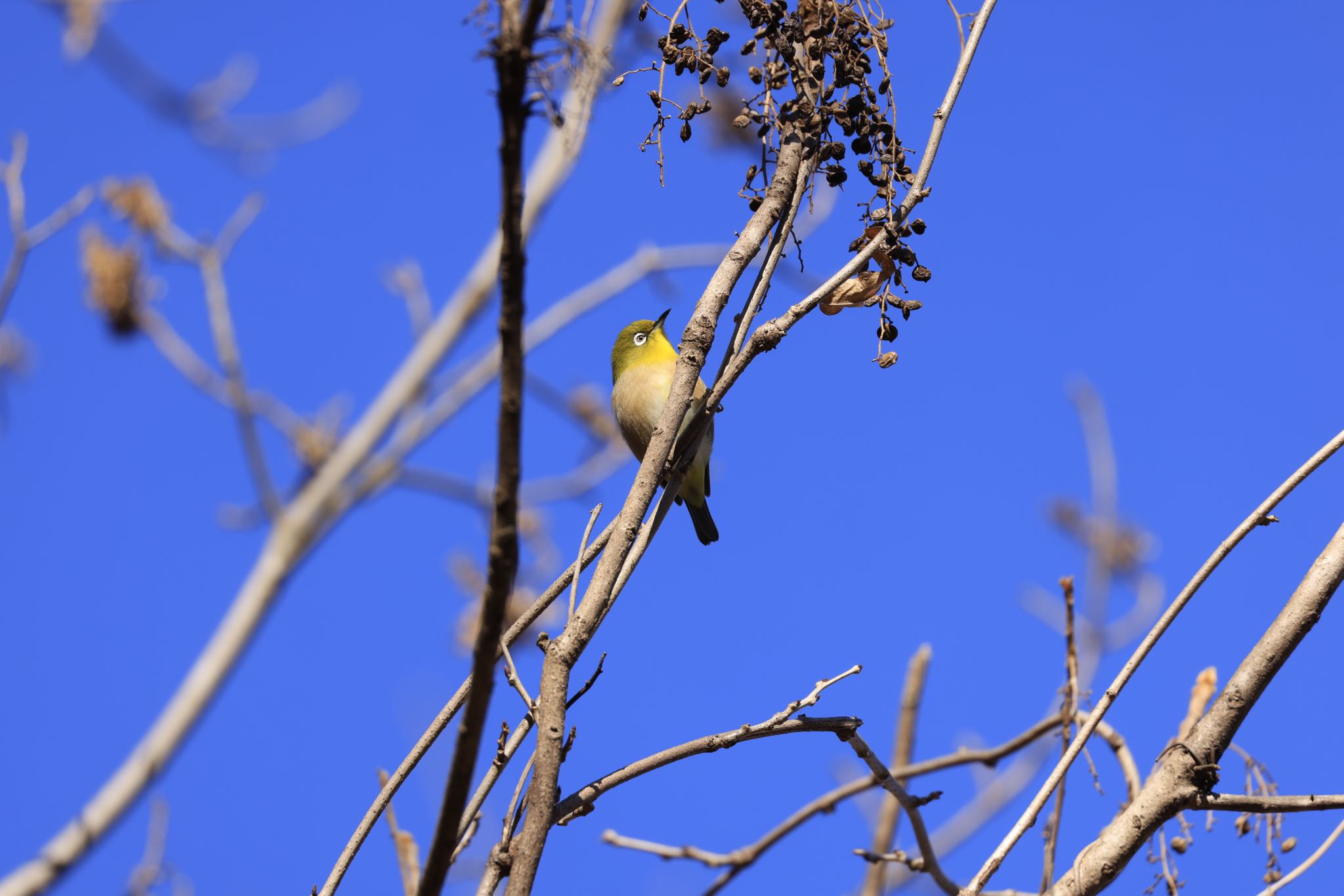 Photo of Warbling White-eye at 各務野自然遺産の森 by アカウント5104