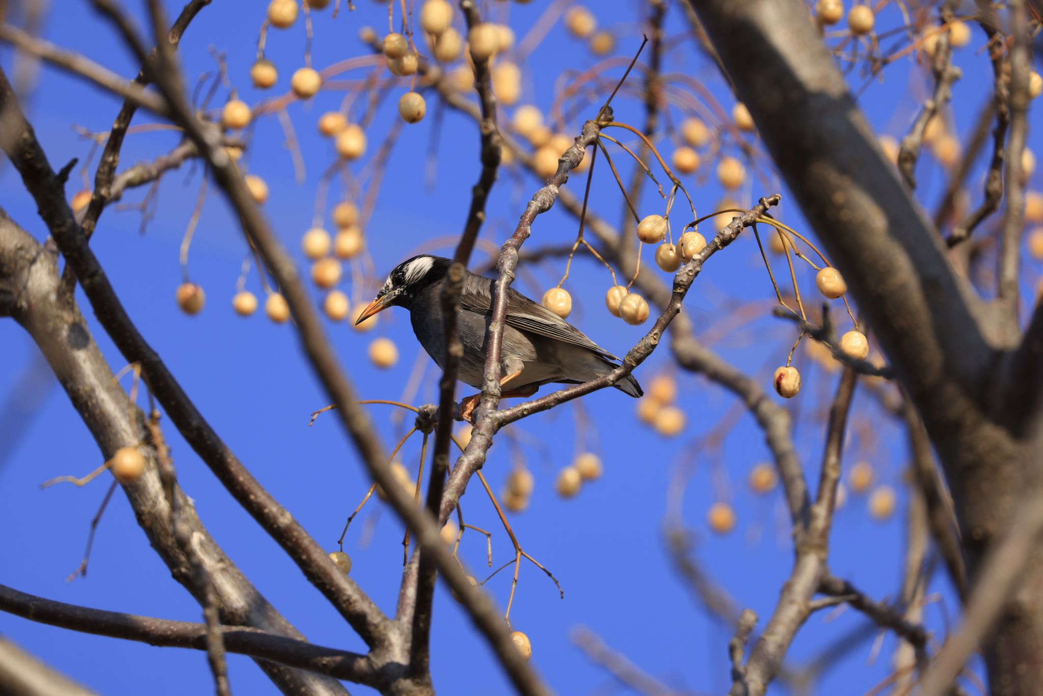 Photo of White-cheeked Starling at 河川環境楽園 by アカウント5104