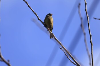 Grey-capped Greenfinch 郷戸池 Fri, 1/21/2022