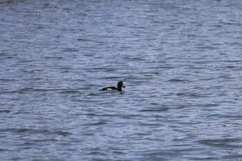 Tufted Duck 郷戸池 Fri, 1/21/2022