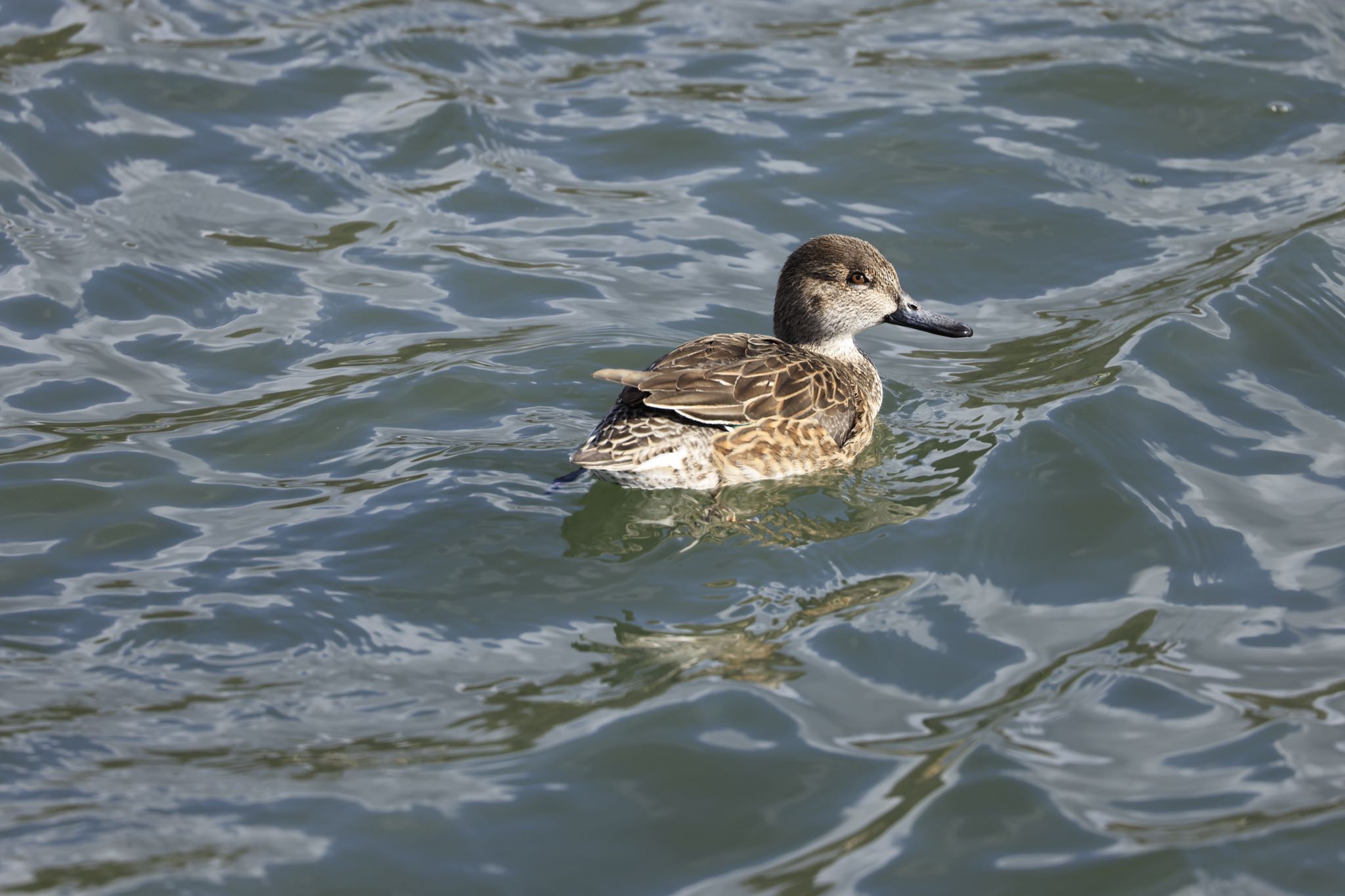 Photo of Eurasian Teal at 郷戸池 by アカウント5104