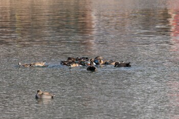 Fri, 1/21/2022 Birding report at 郷戸池