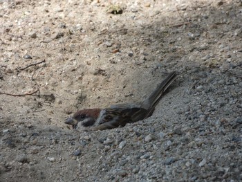 Eurasian Tree Sparrow 万代池 Thu, 8/10/2017