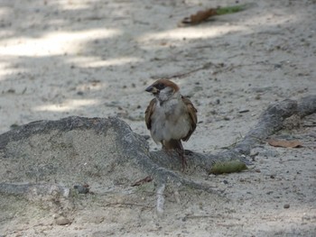 Eurasian Tree Sparrow 万代池 Thu, 8/10/2017