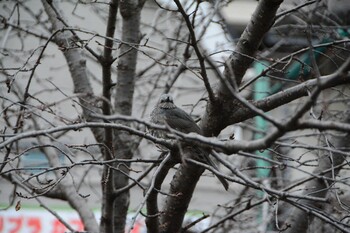 Brown-eared Bulbul 郷土の森公園(府中市) Sun, 1/23/2022