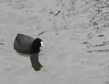 2022年1月24日(月) 埼玉県の野鳥観察記録