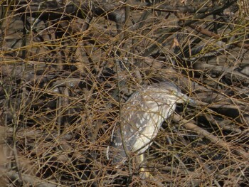 2022年1月22日(土) 多摩川の野鳥観察記録