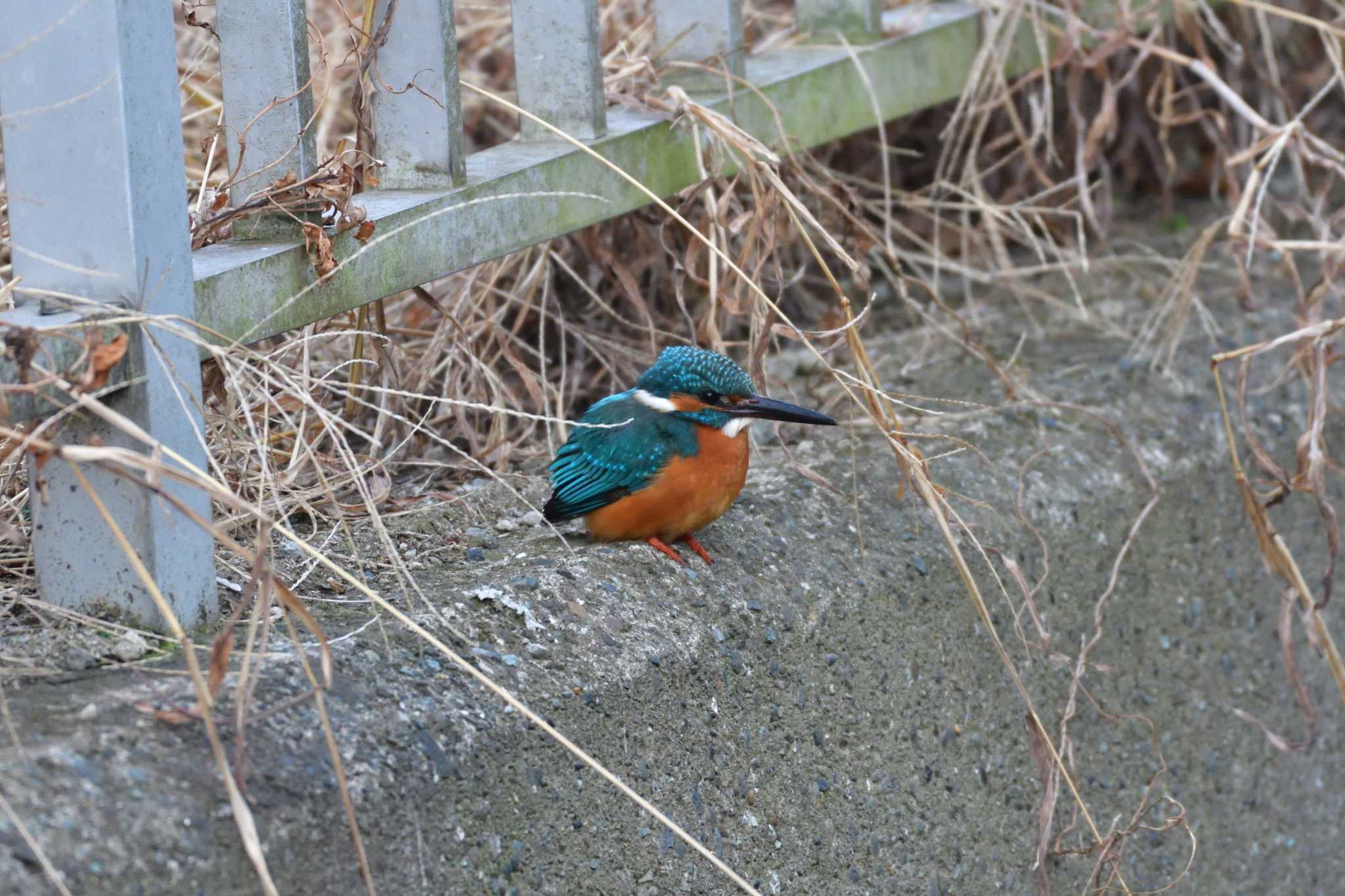 長浜公園 カワセミの写真 by やなさん