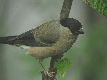 Eurasian Bullfinch Hinohara Tomin no mori Wed, 8/9/2017