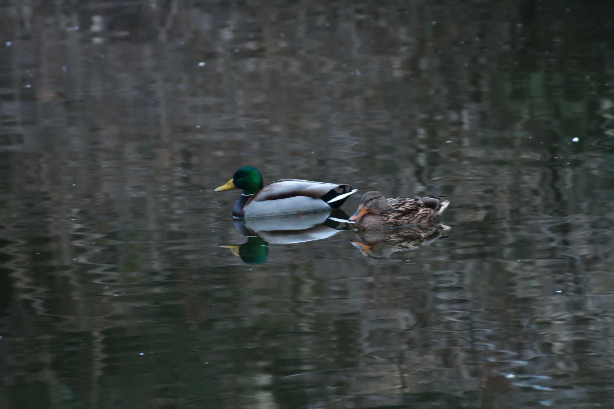 長浜公園 マガモの写真 by やなさん