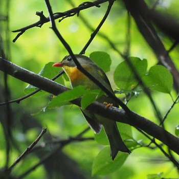 Red-billed Leiothrix Hinohara Tomin no mori Wed, 8/9/2017