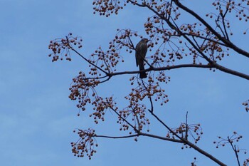 Brown-eared Bulbul 江津湖 Mon, 1/24/2022