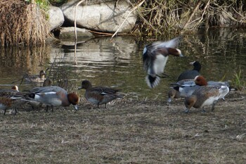 Eurasian Wigeon 江津湖 Mon, 1/24/2022