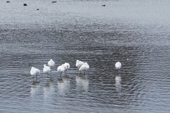 2022年1月24日(月) 江津湖の野鳥観察記録