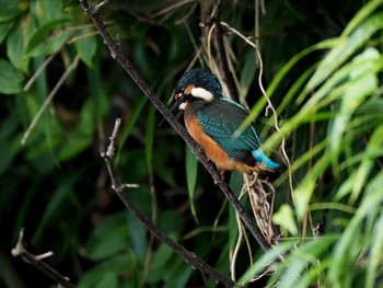 Common Kingfisher 野口池 Fri, 8/11/2017