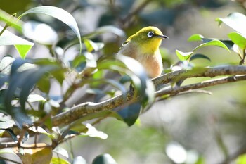 メジロ 生田緑地 2021年2月28日(日)