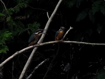 Common Kingfisher 野口池 Fri, 8/11/2017